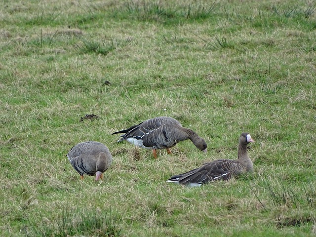 夏季新援全 夏季新援全